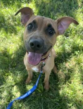 Aulani -  Mixed Breed Dog for Adoption in Kansas City, Missouri - Aulani | PetCurious