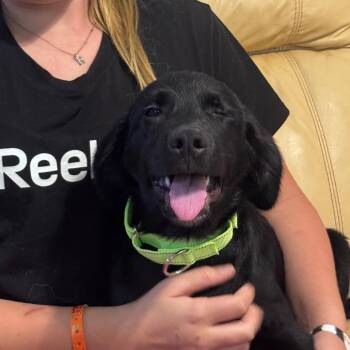 Teddy Bear -  Mixed Breed Dog for Adoption in Inwood, West Virginia - Teddy Bear | PetCurious