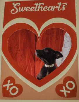 Moe -  Mixed Breed Dog for Adoption in Elmira, New York - Moe | PetCurious