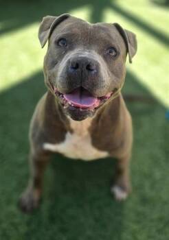 SIR WIGGLEBEAN -  Mixed Breed Dog Available for Adoption in Columbia, South Carolina - SIR WIGGLEBEAN | PetCurious