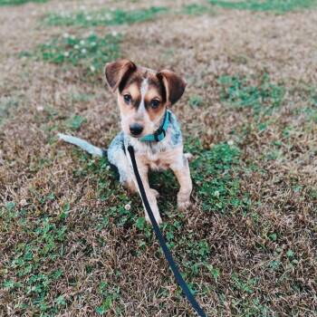 Australian Shepherd Dogs Available for Adoption - Annie | PetCurious