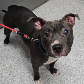 American Staffordshire Terrier Dogs Available for Adoption in Grand Rapids, Michigan - Lemon | PetCurious