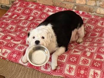 Old English Sheepdog and Terrier Dogs Available for Adoption in Brooklyn Center, Minnesota - Gilbert | PetCurious