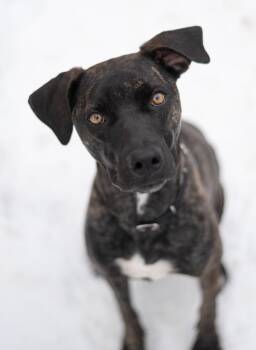 Coonhound Dogs Available for Adoption - Aerie | PetCurious