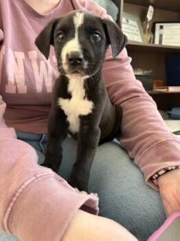 Mixed Breed Dogs Available for Adoption - Creed | PetCurious