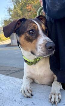 Louie -  Hound Dog for Adoption in Mckeesport, Pennsylvania - Louie | PetCurious