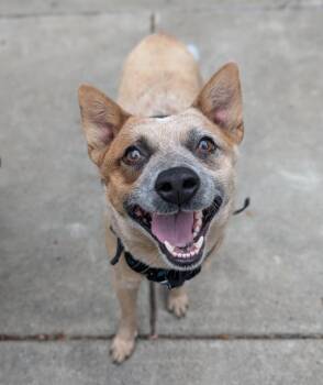 Neptune -  Australian Cattle Dog Blue Heeler Dog for Adoption in Santa Rosa, California - Neptune | PetCurious