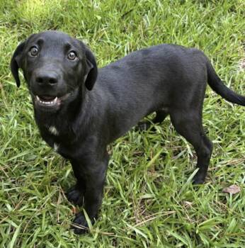 Roselyn Petal -  Labrador Retriever and Weimaraner Dog for Adoption in Watertown, Connecticut - Roselyn Petal | PetCurious