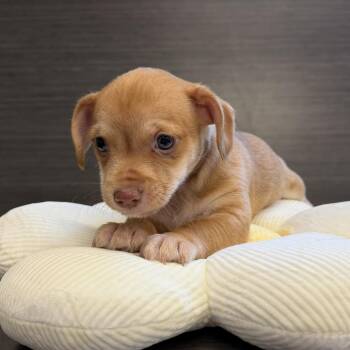 Chihuahua Dogs Available for Adoption - Jimmy | PetCurious