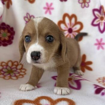 Red Rover -  Corgi and Mixed Breed Dog for Adoption in Carencro, Louisiana - Red Rover | PetCurious