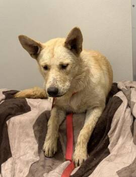 Wolf -  Husky and Mixed Breed Dog for Adoption in Fresno, California - Wolf | PetCurious