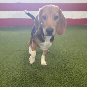 YPE6 6825 aka Zazu -  Beagle Dog for Adoption in Loxahatchee Groves, Florida - YPE6 6825 Aka Zazu | PetCurious