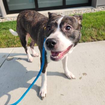 Gigi -  Pit Bull Terrier Dog for Adoption in Fort Wayne, Indiana - Gigi | PetCurious