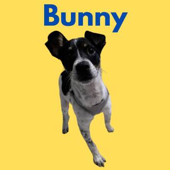 Rescue Chihuahua Dogs for Adoption in South Padre Island, Texas - Bunny | PetCurious