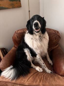 Rescue Border Collie and Great Pyrenees Dogs for Adoption in Elmsford, New York - Casey **Courtesy Post** | PetCurious