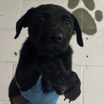 Ford -  Shepherd and Mixed Breed Dog for Adoption in Edinburg, Texas - Ford | PetCurious