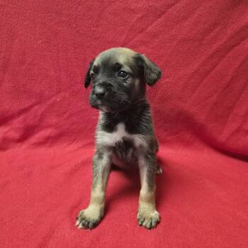 Rescue Shepherd Dogs for Adoption in San Antonio, Texas - Lucky | PetCurious