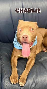 Charlie -  Mixed Breed Dog for Adoption in Flint, Michigan - Charlie | PetCurious