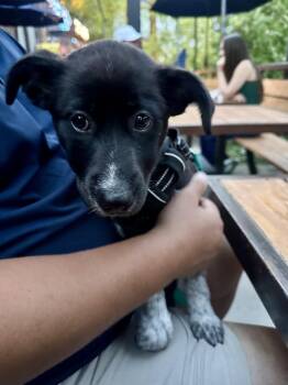 Diamond -  Cattle Dog and Shepherd Dog for Adoption in Denver, Colorado - Diamond | PetCurious