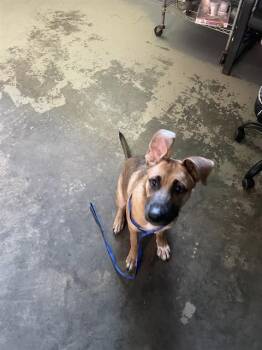 MILO -  Husky and German Shepherd Dog Dog for Adoption in Tallahassee, Florida - MILO | PetCurious