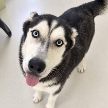 Evie 7052 -  Siberian Husky Dog for Adoption in Loxahatchee Groves, Florida - Evie 7052 | PetCurious
