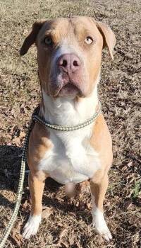 Mixed Breed Dogs Available for Adoption - Jughead | PetCurious