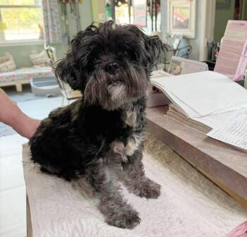 Sparkey (NOT YET AVAILABLE) -  Shih Tzu Dog for Adoption in Benton, Louisiana - Sparkey (NOT YET AVAILABLE) | PetCurious