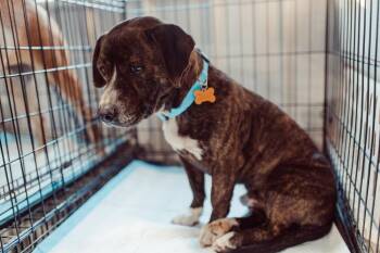 Corgi Dogs Available for Adoption - Malik | PetCurious