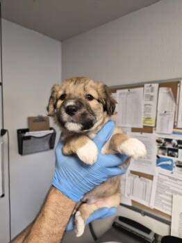 Dyson -  Australian Shepherd and Great Pyrenees Dog for Adoption in Bolivar, Missouri - Dyson | PetCurious