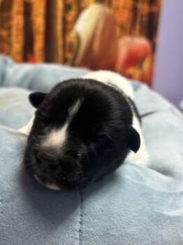 Rescue Border Collie and Mixed Breed Dogs for Adoption in San Antonio, Texas - Kaz | PetCurious