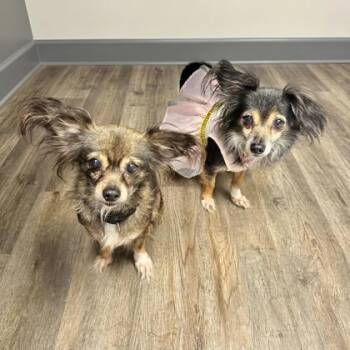 Nip -  Chihuahua and Mixed Breed Dog for Adoption in Palm Coast, Florida - Nip | PetCurious