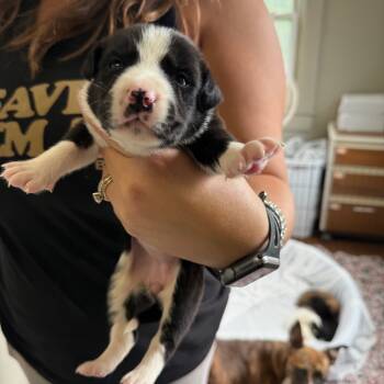 Rescue Mixed Breed Dogs for Adoption in Savannah, Georgia - Baroness Bomburst | PetCurious