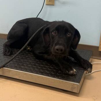 Homer -  Wirehaired Terrier and Mixed Breed Dog for Adoption in Pine Bluff, Arkansas - Homer | PetCurious