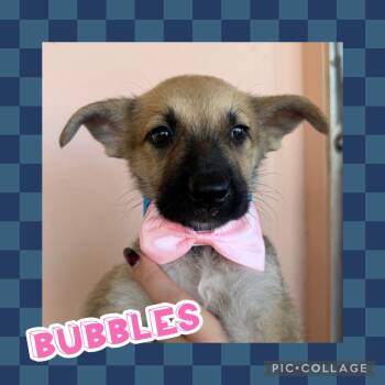 Bubbles -  Labrador Retriever and Chihuahua Dog for Adoption in Ringwood, New Jersey - Bubbles | PetCurious