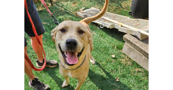 Rescue Labrador Retriever Dogs for Adoption in Youngsville, North Carolina - Archer | PetCurious