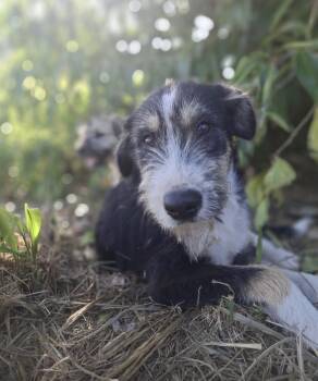 BEETHOVEN - loves water -  Poodle and Schnauzer Dog for Adoption - BEETHOVEN - Loves Water | PetCurious