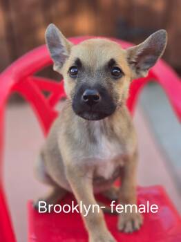 Brooklyn -  Belgian Shepherd Malinois and Mixed Breed Dog for Adoption in Tracy, California - Brooklyn | PetCurious