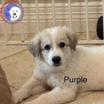 Remi -  Great Pyrenees Dog for Adoption in Spring, Texas - Remi | PetCurious