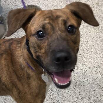 Chris P. Bacon -  Mixed Breed Dog for Adoption in Oak Park, Illinois - Chris P. Bacon | PetCurious