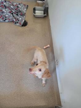 Dubby Chuck -  Miniature Poodle Dog Available for Adoption in Chambersburg, Pennsylvania - Dubby Chuck | PetCurious