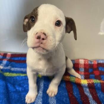 Mixed Breed Dogs Available for Adoption in Saint Charles, Missouri - Smokette | PetCurious