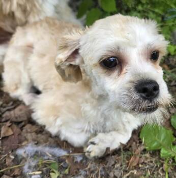 Victor Alfred -  Shih Tzu and Poodle Dog for Adoption in Cuba, New York - Victor Alfred | PetCurious