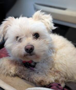 Poodle and Terrier Dogs Available for Adoption in Ramona, California - Starcatcher | PetCurious