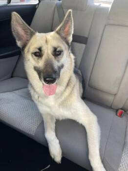 Rescue German Shepherd Dog Dogs for Adoption in Thousand Oaks, California - Attica -- URGENT!!! | PetCurious