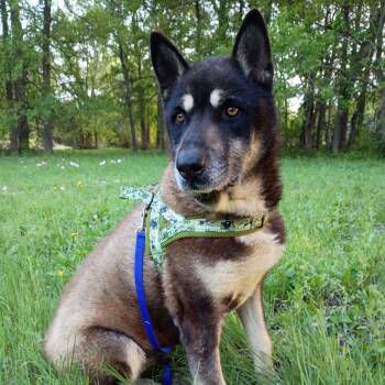 Blackie -  German Shepherd Dog Dog for Adoption in Magnolia, Texas - Blackie | PetCurious