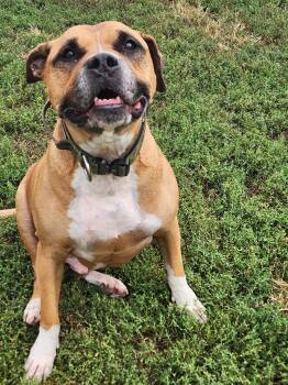 Rescue Pit Bull Terrier Dogs for Adoption in Peru, Illinois - Rango | PetCurious