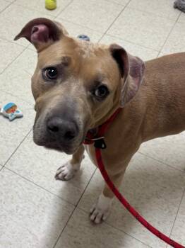 Verity -  Pit Bull Terrier and Mixed Breed Dog for Adoption in Fall River, Massachusetts - Verity | PetCurious