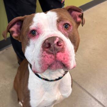 Rescue Pit Bull Terrier Dogs for Adoption in York, Pennsylvania - YORK-Stray-14393 | PetCurious