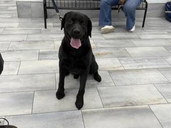 Labrador Retriever Dogs Available for Adoption - NYTE | PetCurious