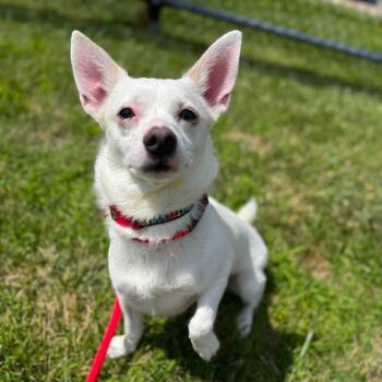 Kiko -  Mixed Breed Dog for Adoption in Buffalo, New York - Kiko | PetCurious